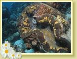 221-Giant Clam (Tridacna gigas)